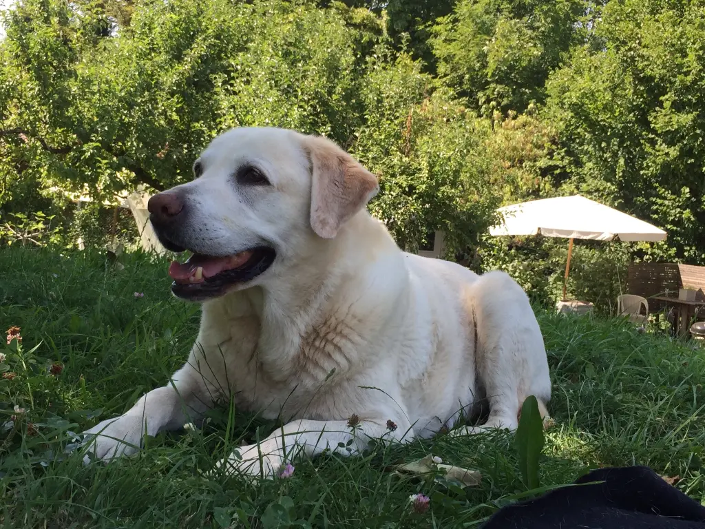 Andachtsbild von Thomas