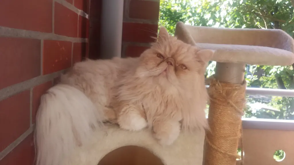 Image from Garfield