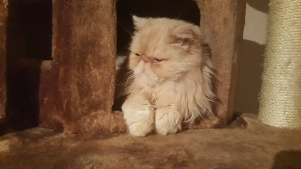 Image from Garfield