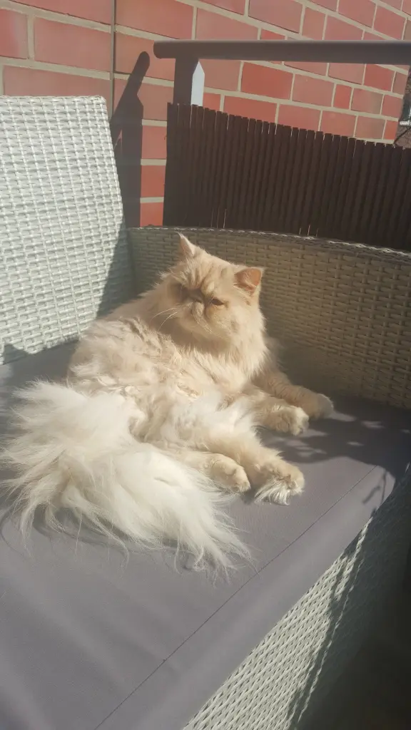 Image from Garfield