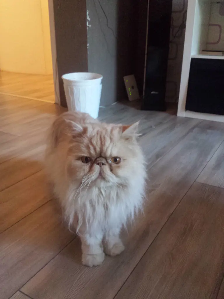 Image from Garfield