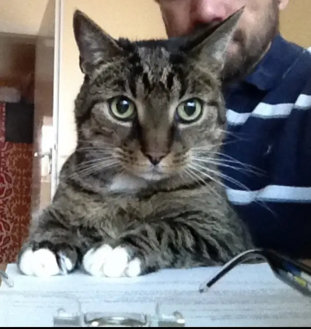 Image from Tiger