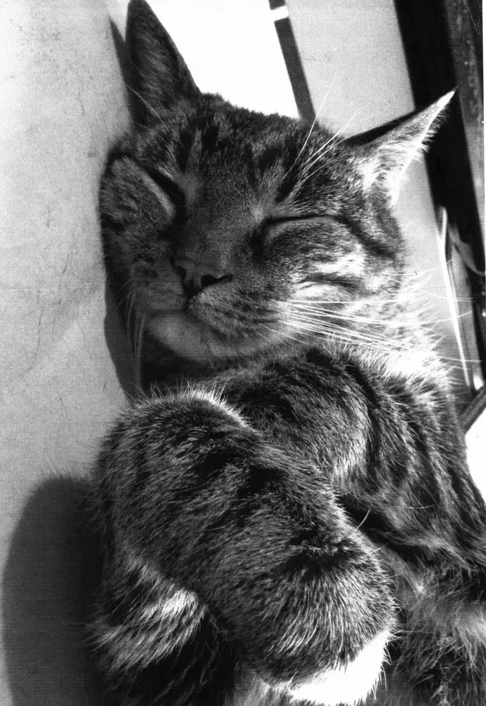 Image from Tiger