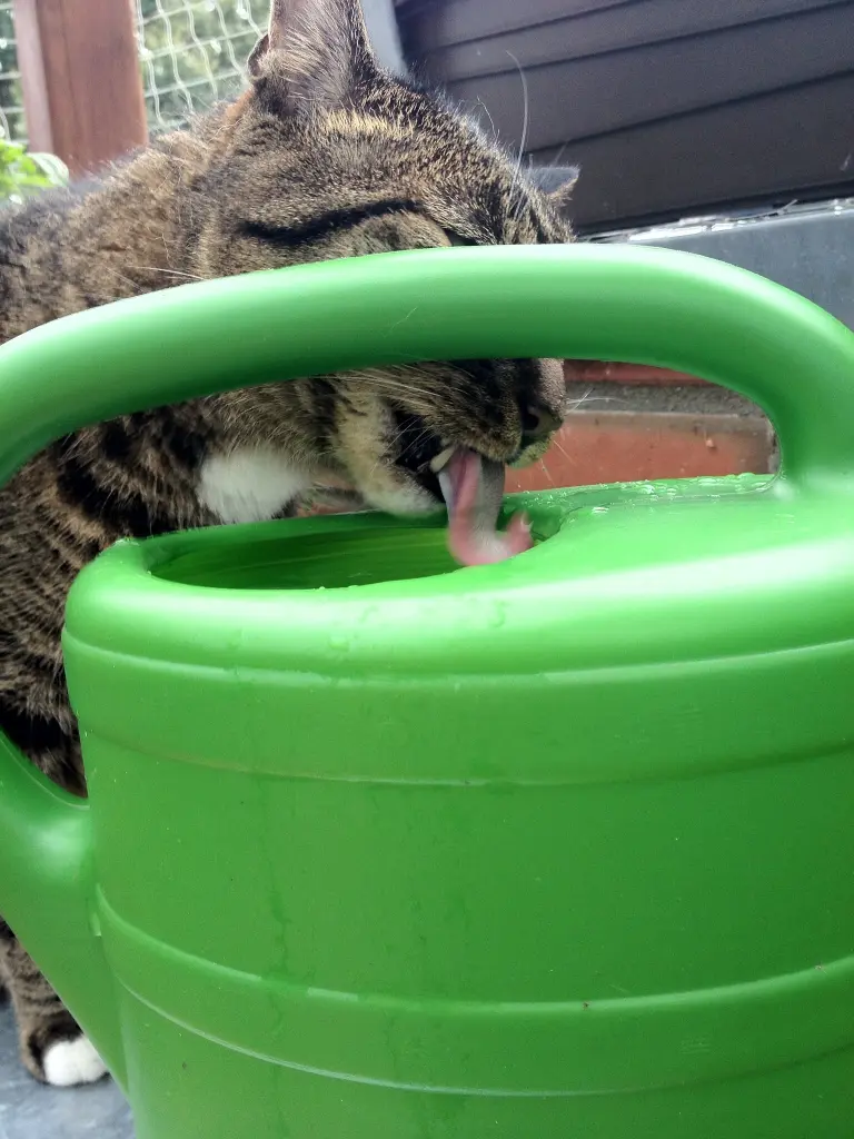 Image from Tiger