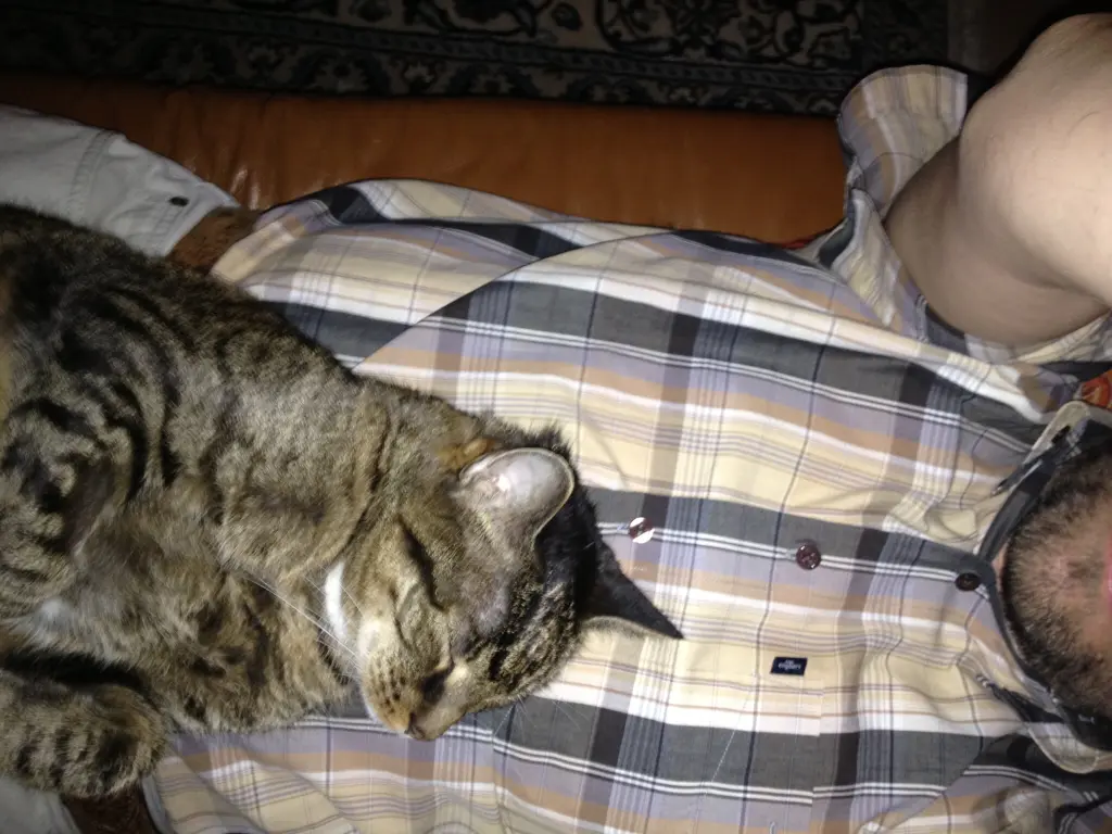 Image from Tiger
