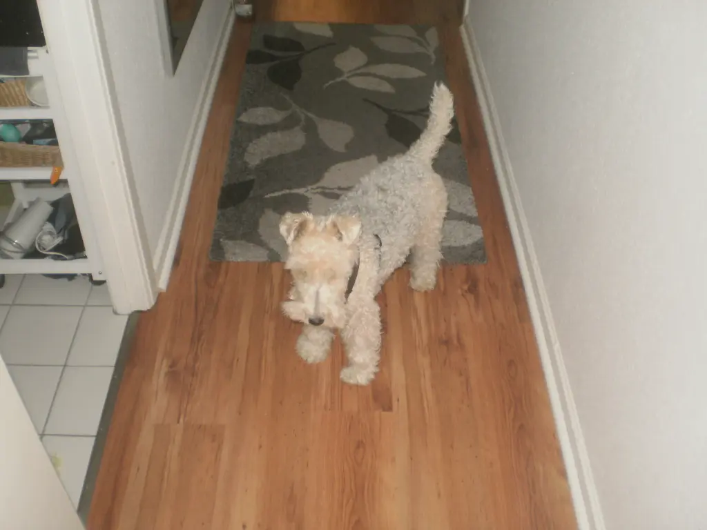 Image from Kira