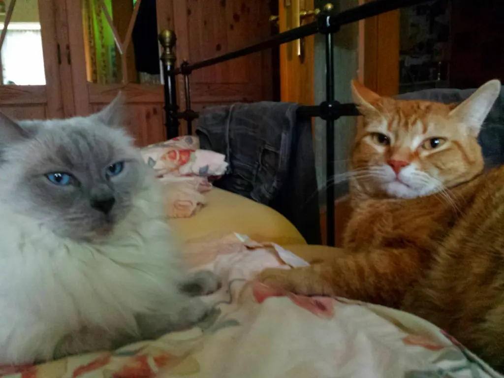 Image from Julchen