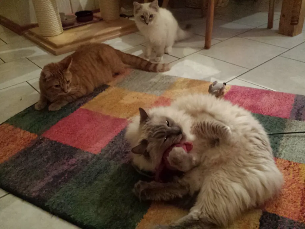 Image from Julchen