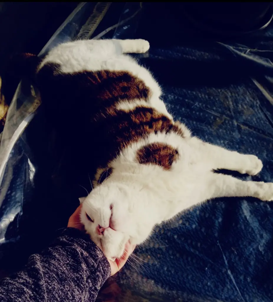 Condolence image of Anja