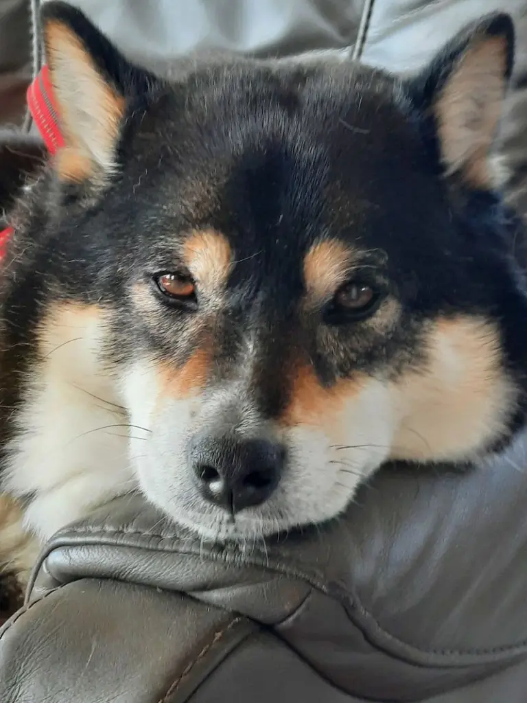 Andachtsbild von Claudia