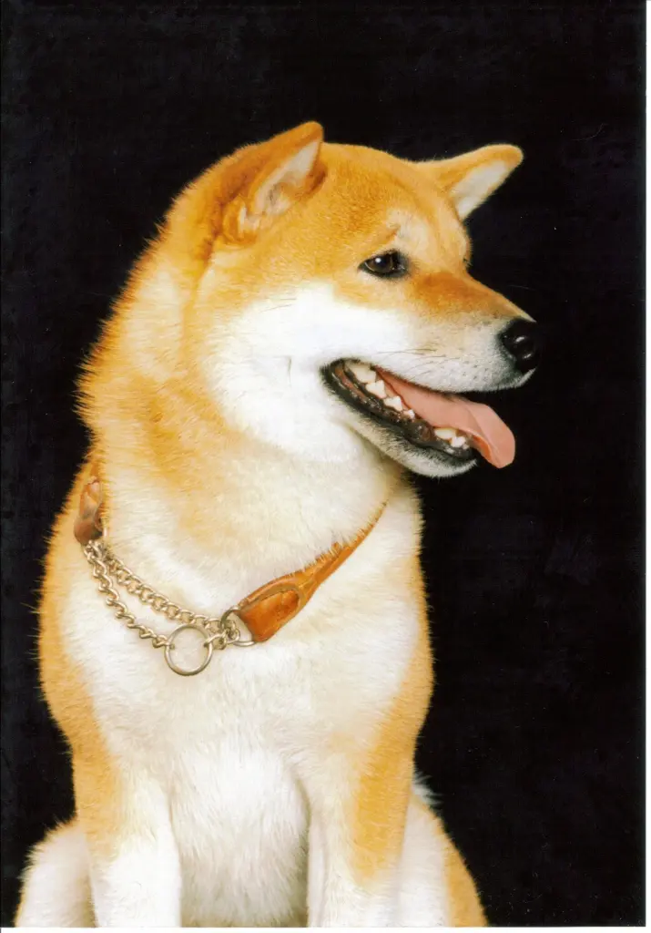 Bild von Indy (Indien Summer )