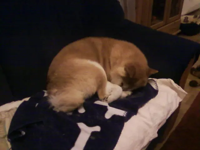 Bild von Indy (Indien Summer )