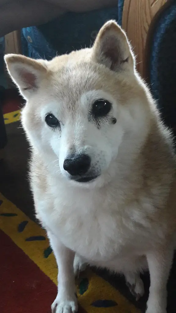 Bild von Indy (Indien Summer )