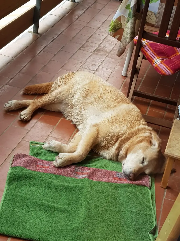Andachtsbild von Sascha/Elke mit Shila im Herzen