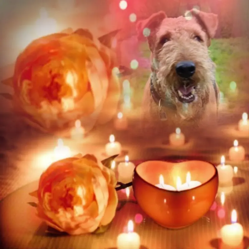 Condolence image of Gute Nacht❤️❤️❤️