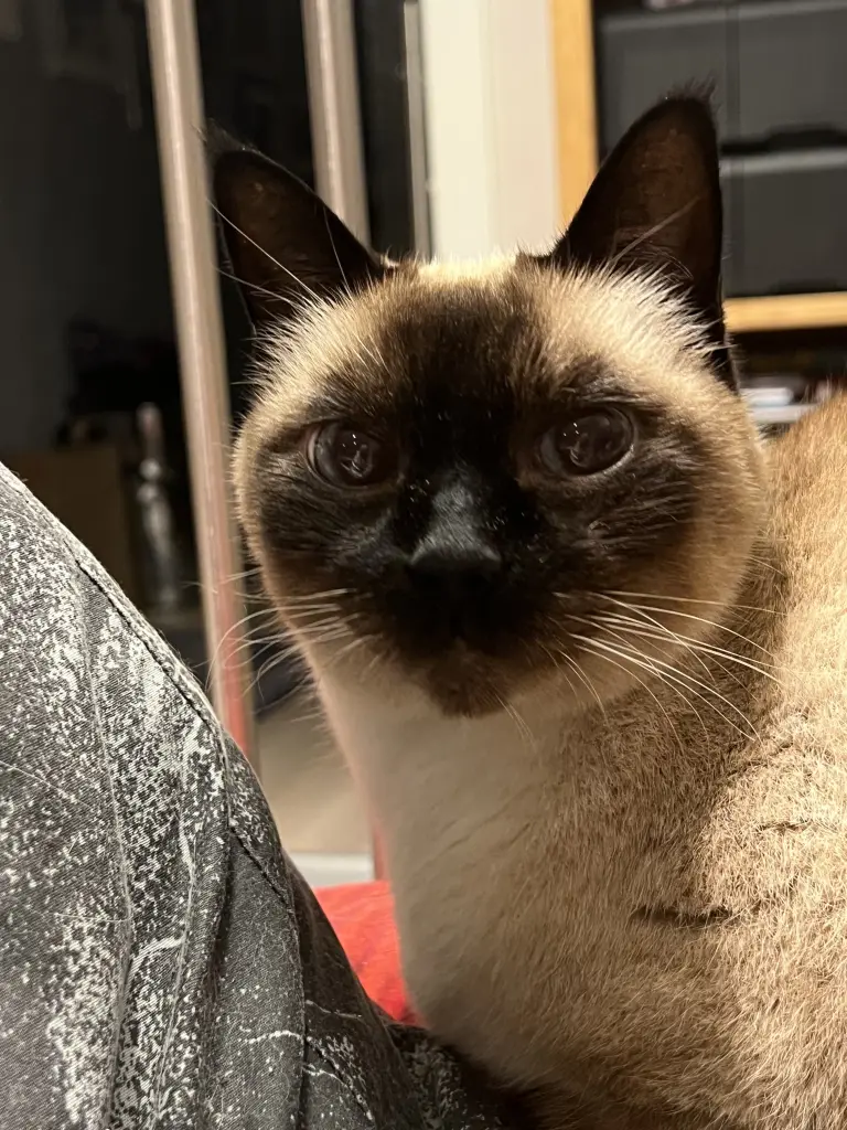 Condolence image of Susanne & Uwe mit Gorbi im Herzen