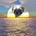 Condolence image of Marika mit Balou und Hippo im Herzen