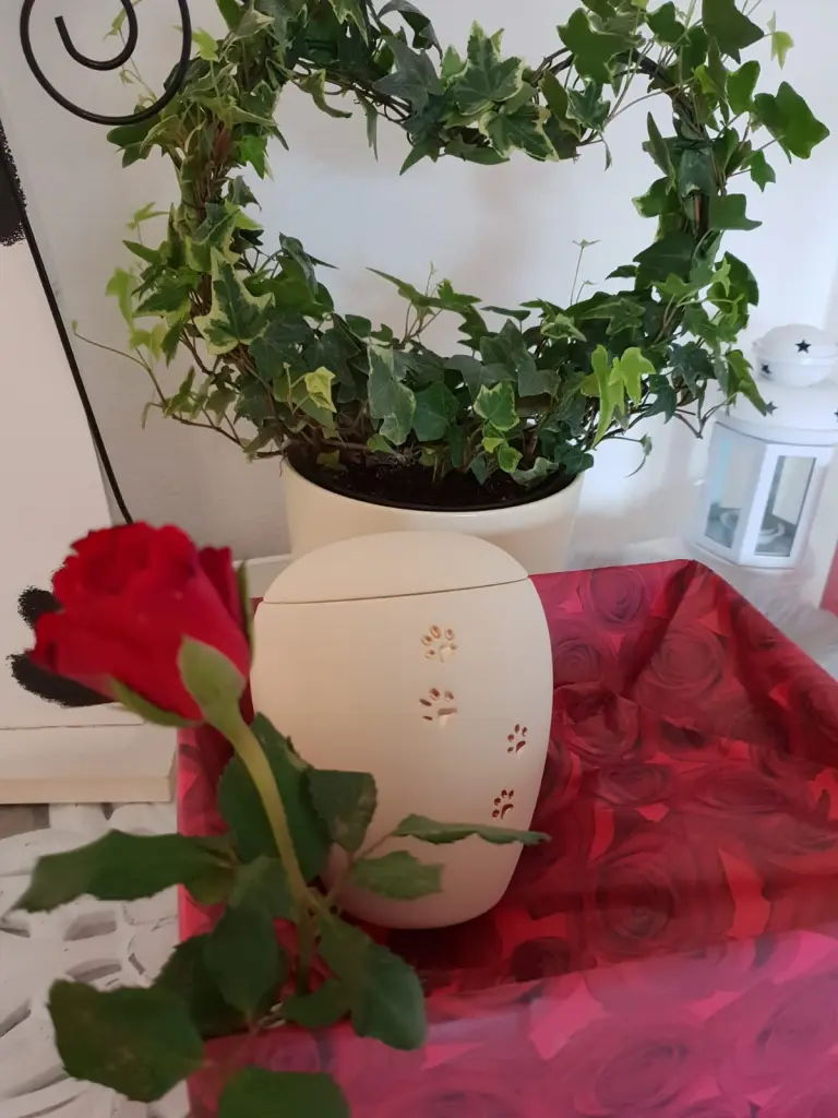 Image from Ginger