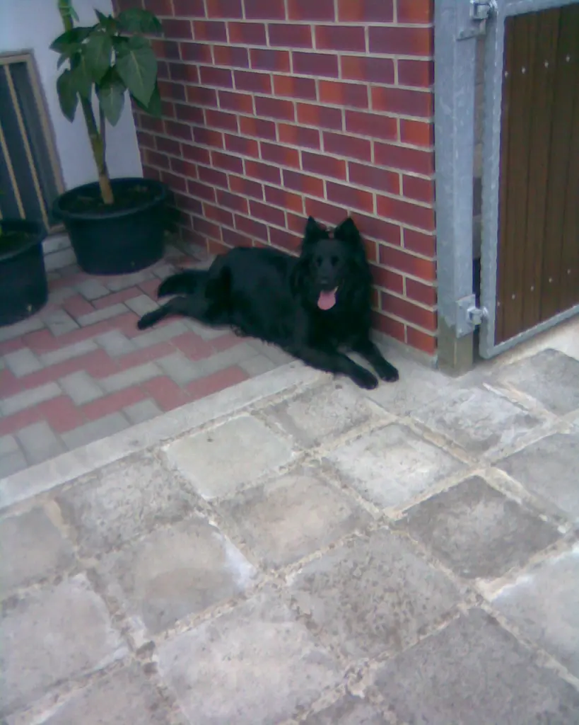 Condolence image of Gabi mit Bessy im Herzen