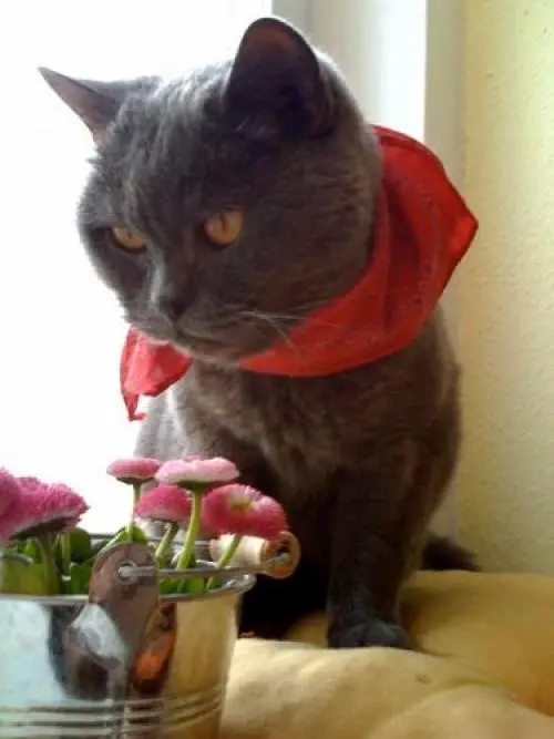 Image from Filouchen
