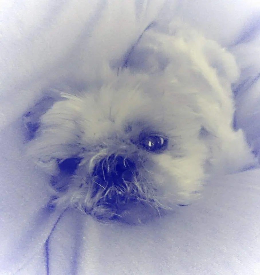 Image from Gismo