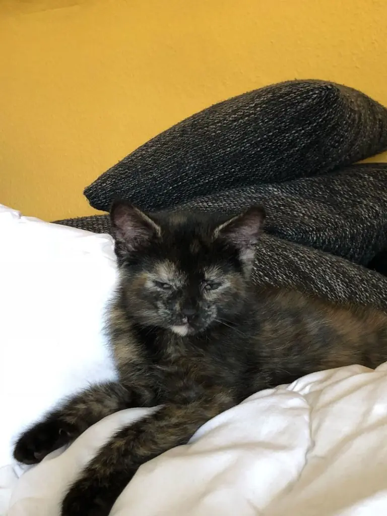 Condolence image of Chayenne