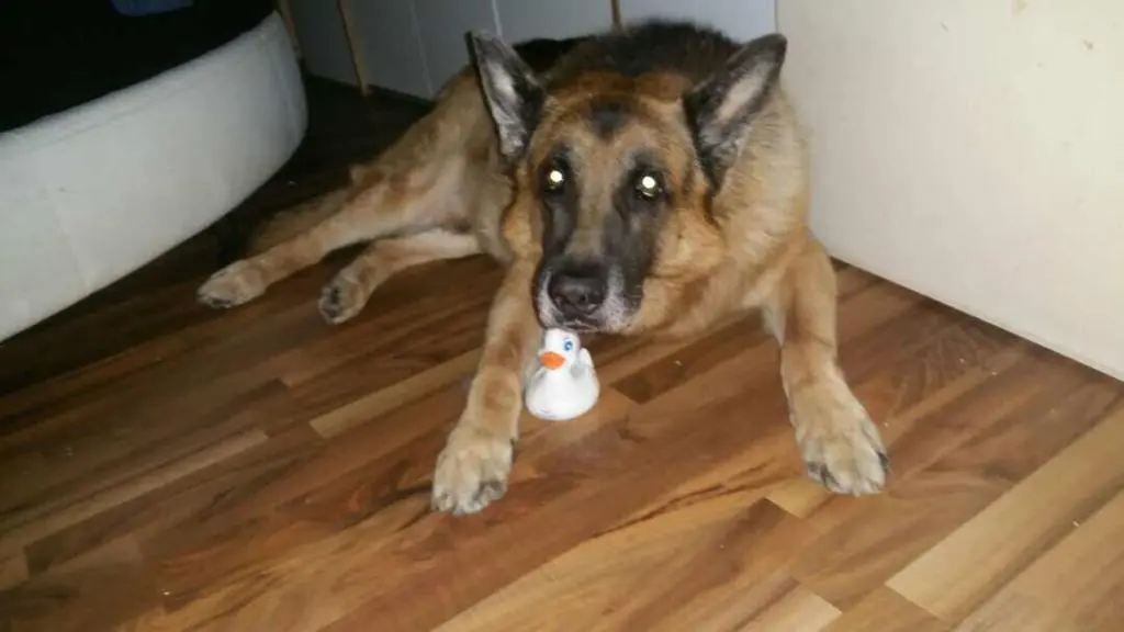 Condolence image of Deine Frauli
