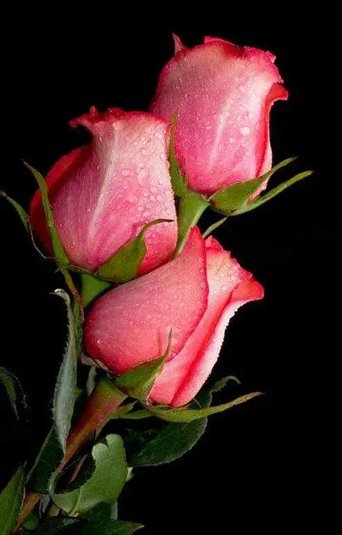 Condolence image of Jacqueline 