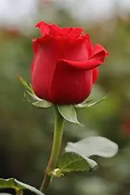Condolence image of Jacqueline 