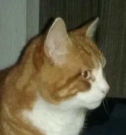 Image from Ernie