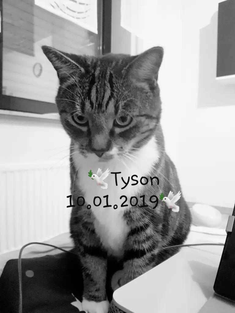 Image from Tyson