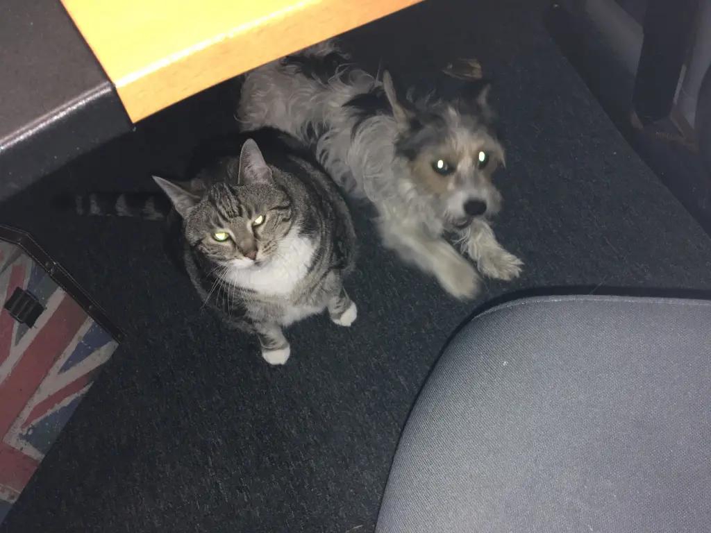 Image from Lisa