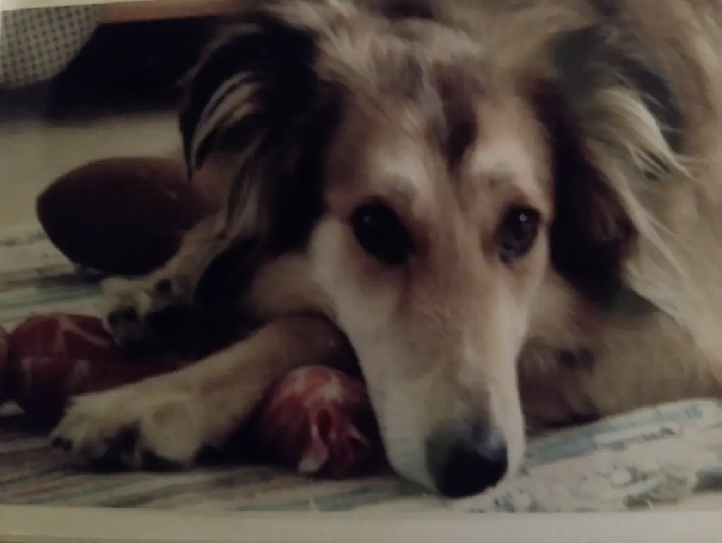 Image from SORRY