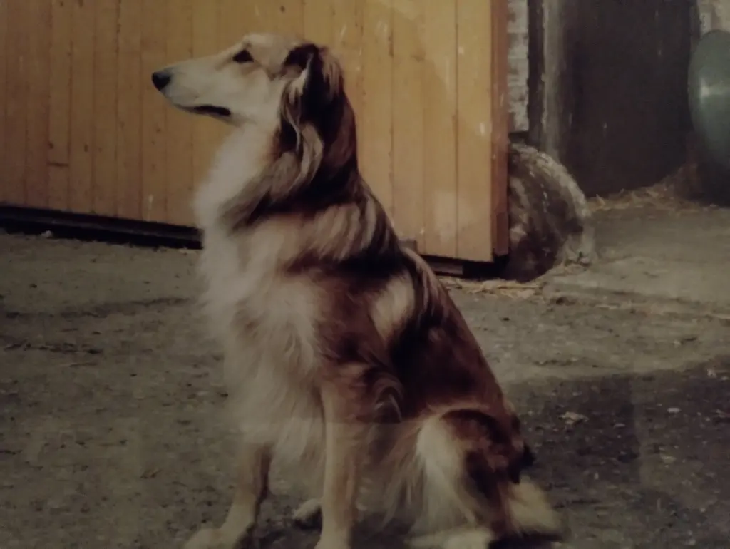 Image from SORRY