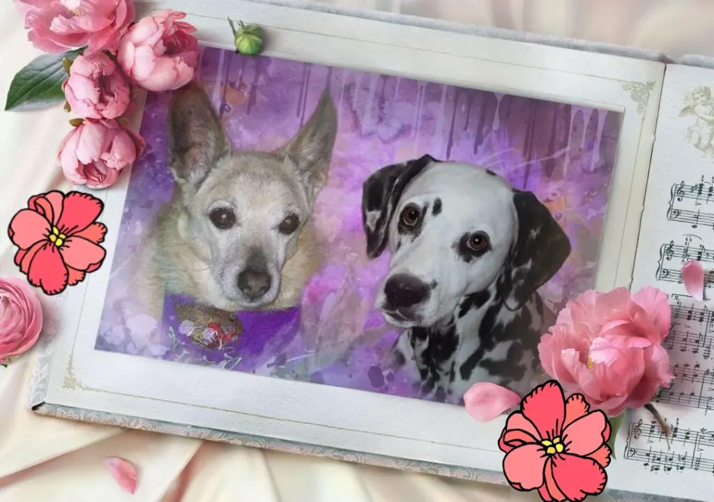 Condolence image of Eine Rose für Sooty