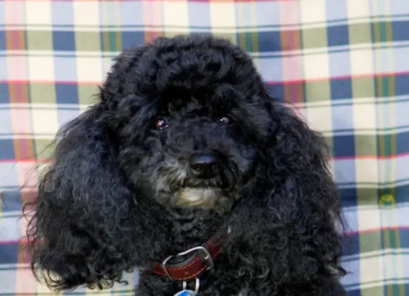Image from Sooty