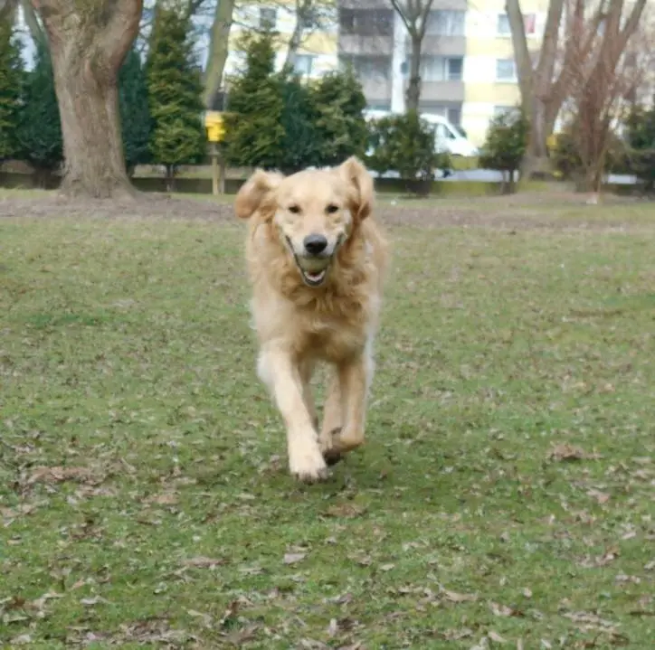 Andachtsbild von Diana