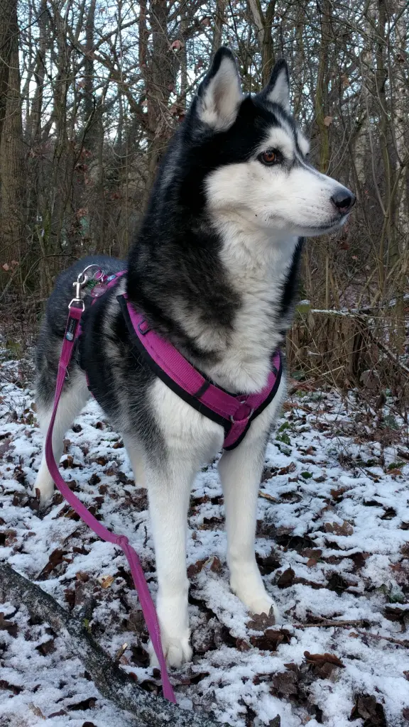 Image from Skadi