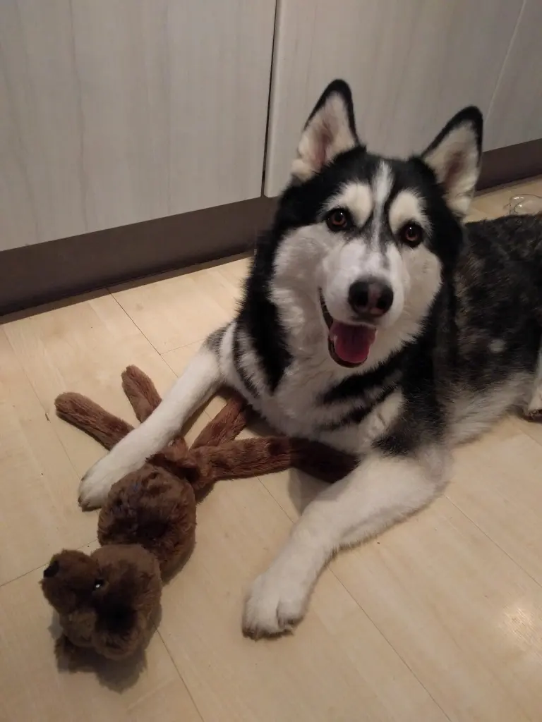 Image from Skadi
