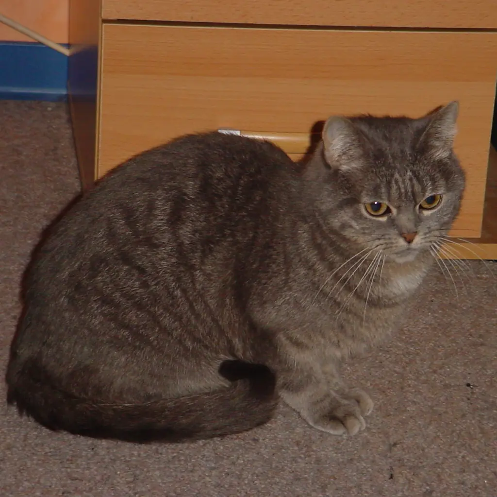 Image from Murmel  (Prinz Nummelmann) April 1999 - 19.05.2014