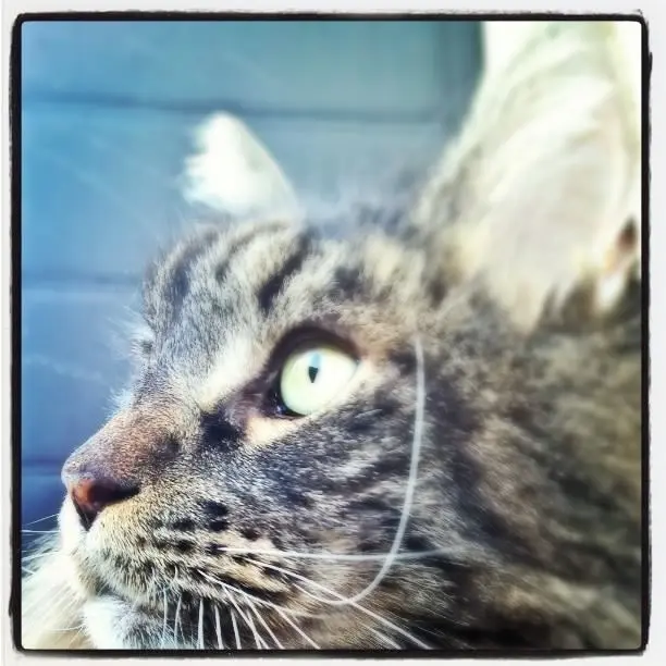 Image from Nacho