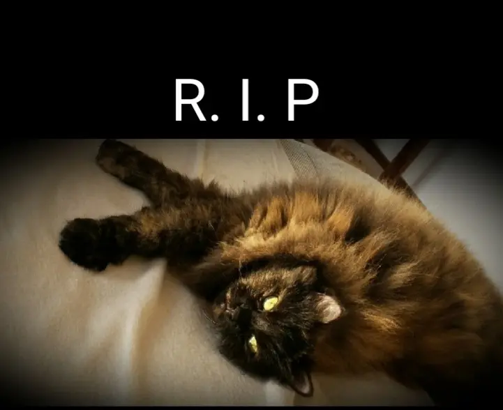 Image from Lucy