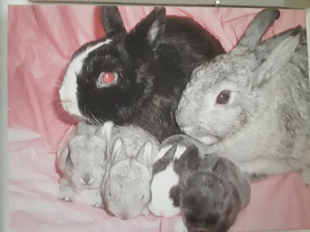 Condolence image of Martina und Phoebe
