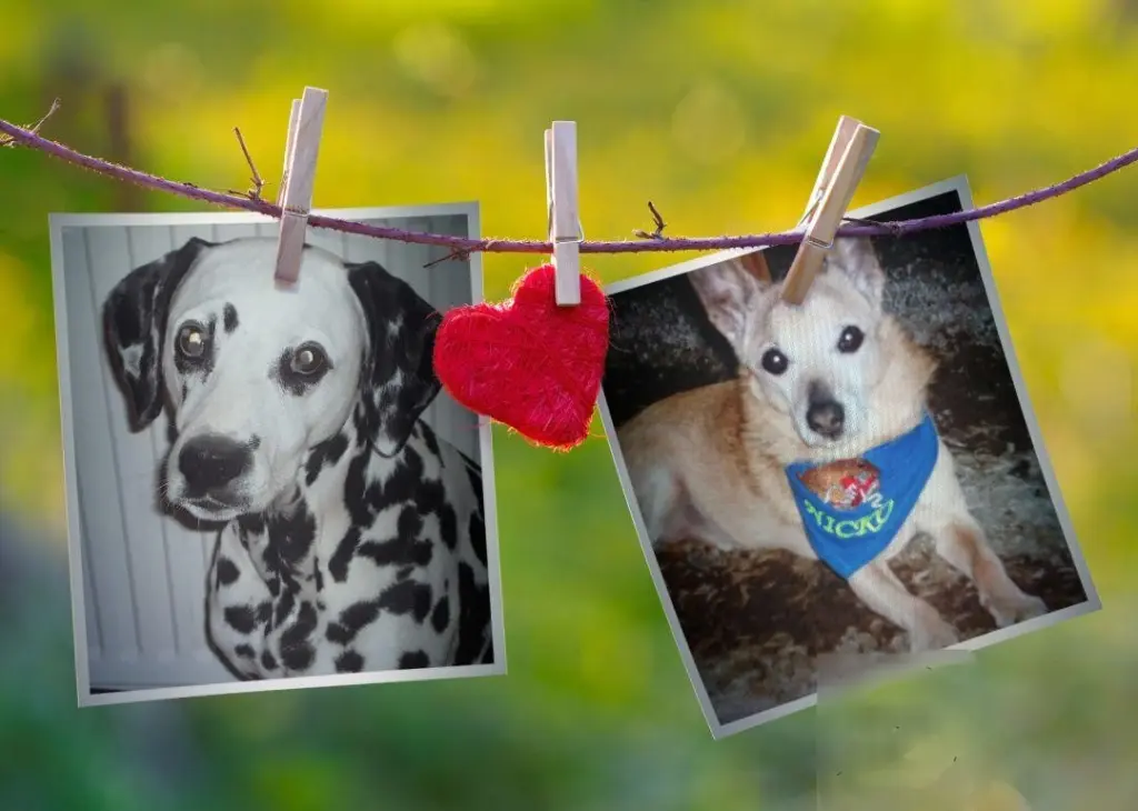 Condolence image of Michaela mit Nicko und Ariane ganz tief im ❤