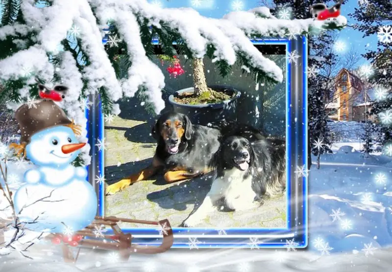 Andachtsbild von Brigitte mit Nelly, Benny und Axel im Herzen