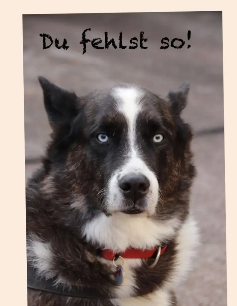 Condolence image of Dein Frauchen