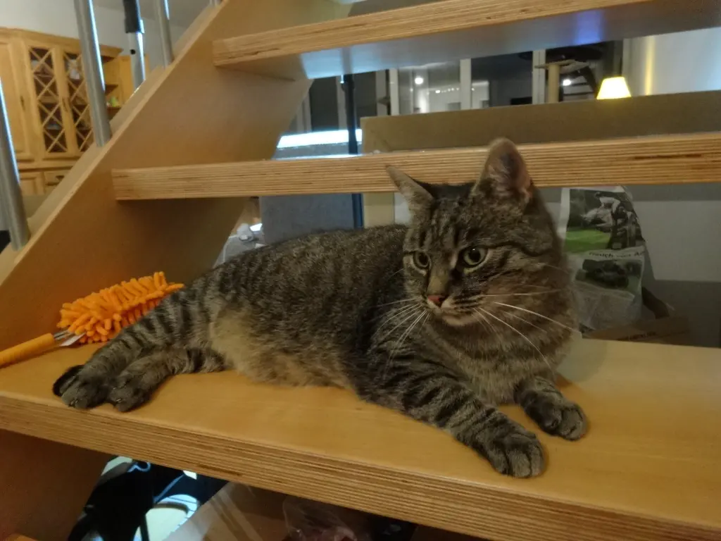 Bild von Bruno