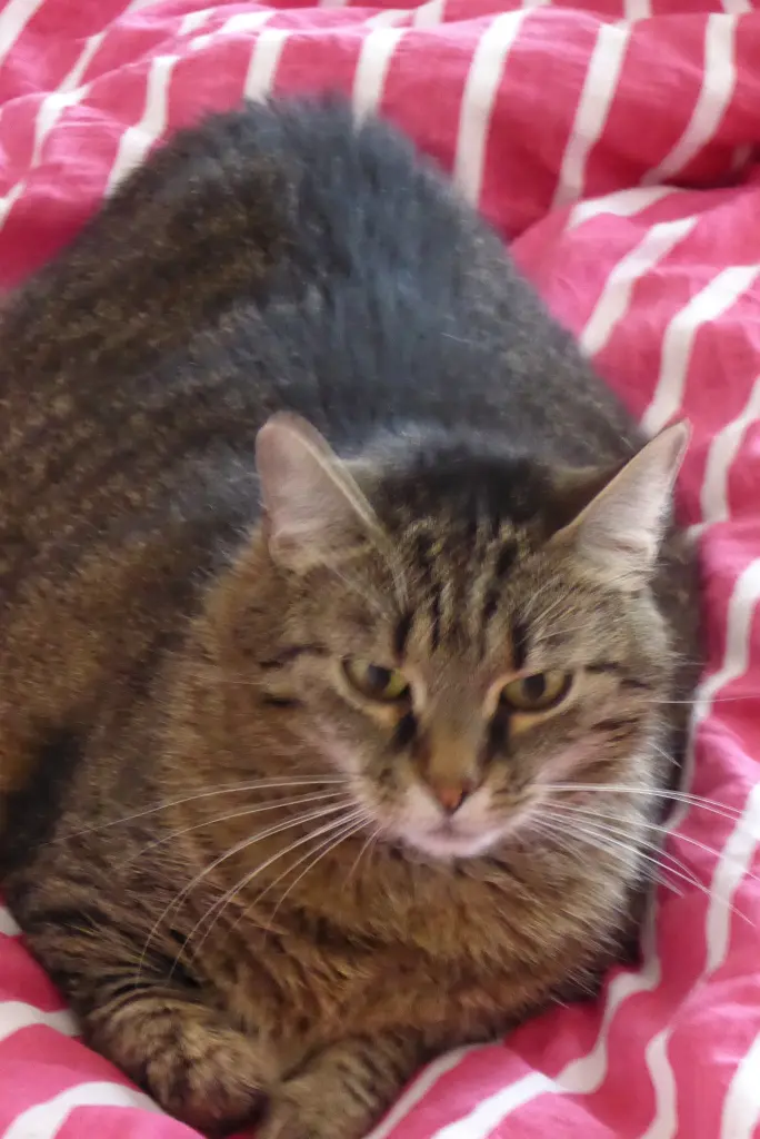 Bild von Bruno