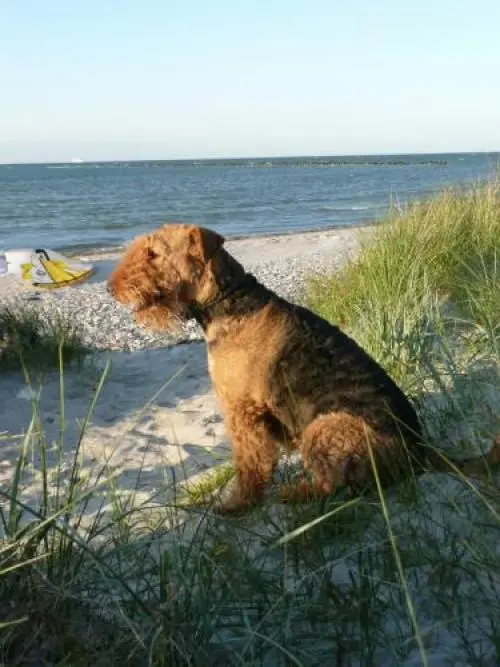 Image from Anja