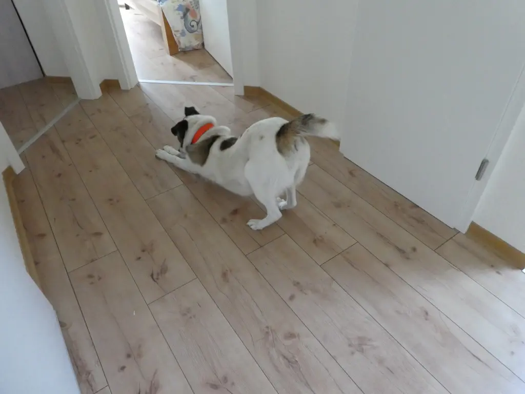 Bild von Bubble (Bublina)